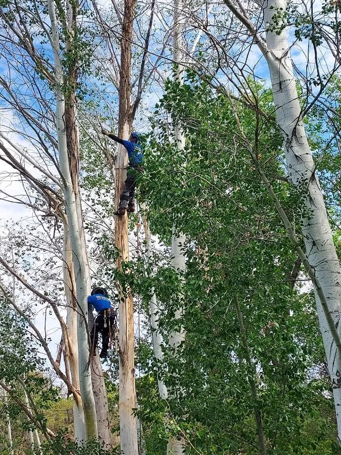 A couple of people are climbing up a tree. A couple of people are climbing up a tree.