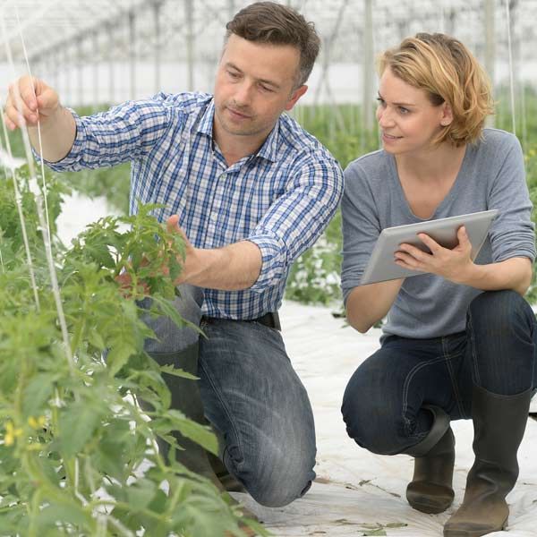 Agricultural Engineers examining plants in a greenhouse; one adjusts a stake, the other holds a tablet.