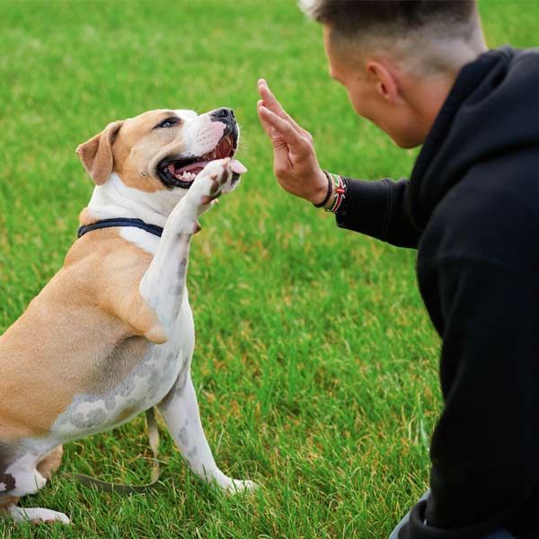 A dog giving a high-five to a dog trainer kneeling on green grass at a doggy daycare facility