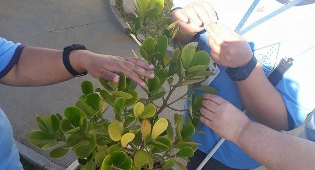 Duas pessoas estão tocando uma planta com as mãos.