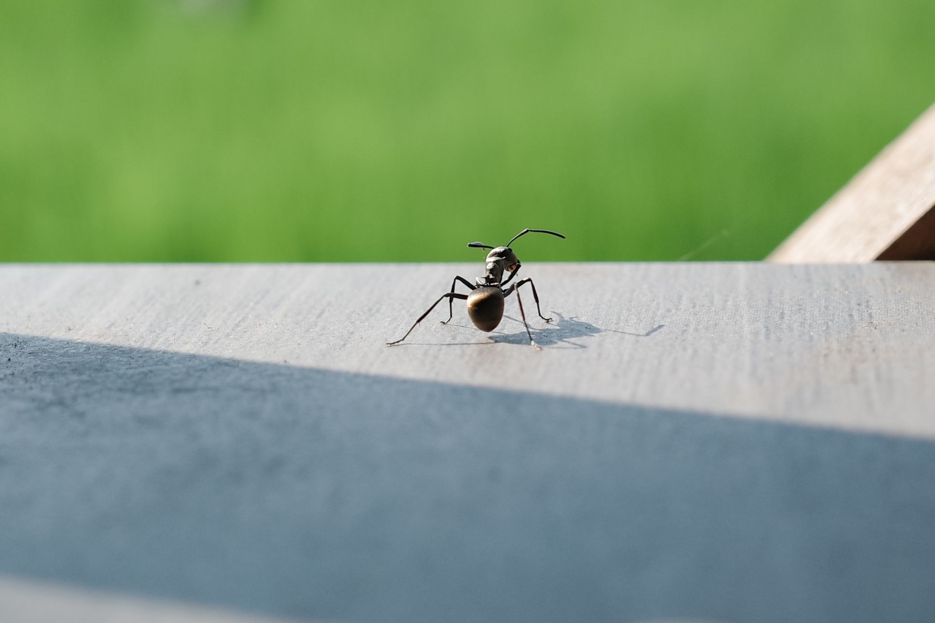 A black ant with long antennae stands on a light-colored surface with a green background.