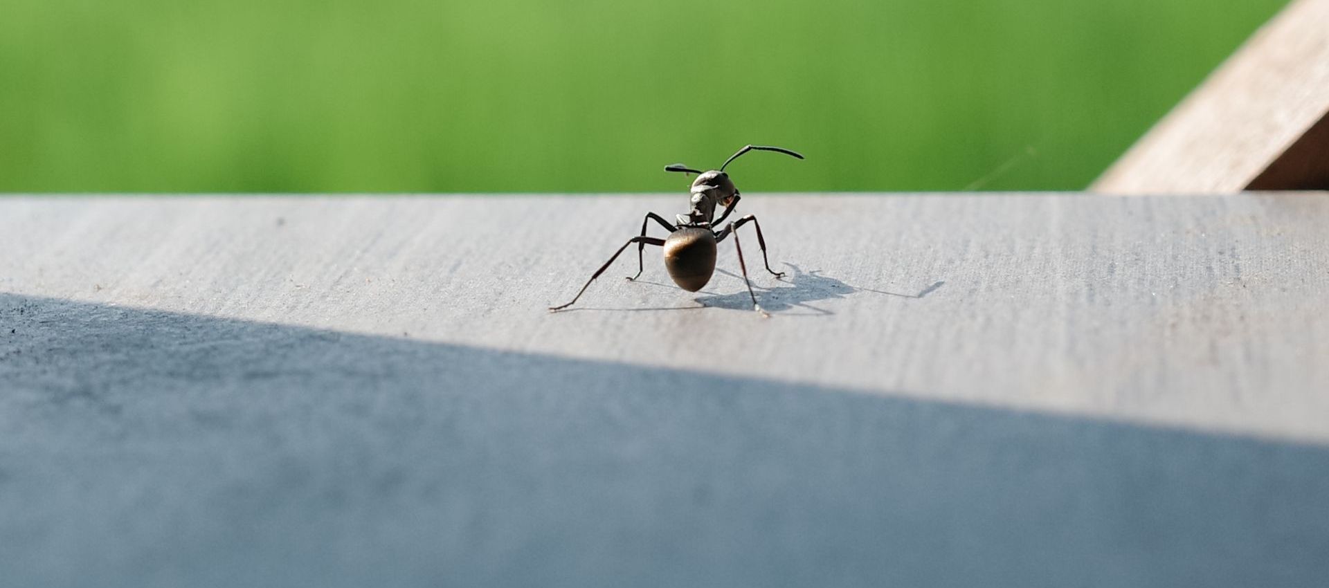Black ants clustered on a light-colored, rough surface, with some ants dispersed around the cluster.