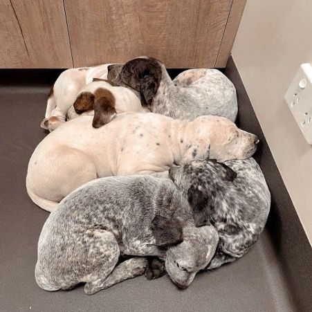 A Dalmatian Dog Is Laying In A Cage — Valley Vet Surgery In Walkerston, QLD