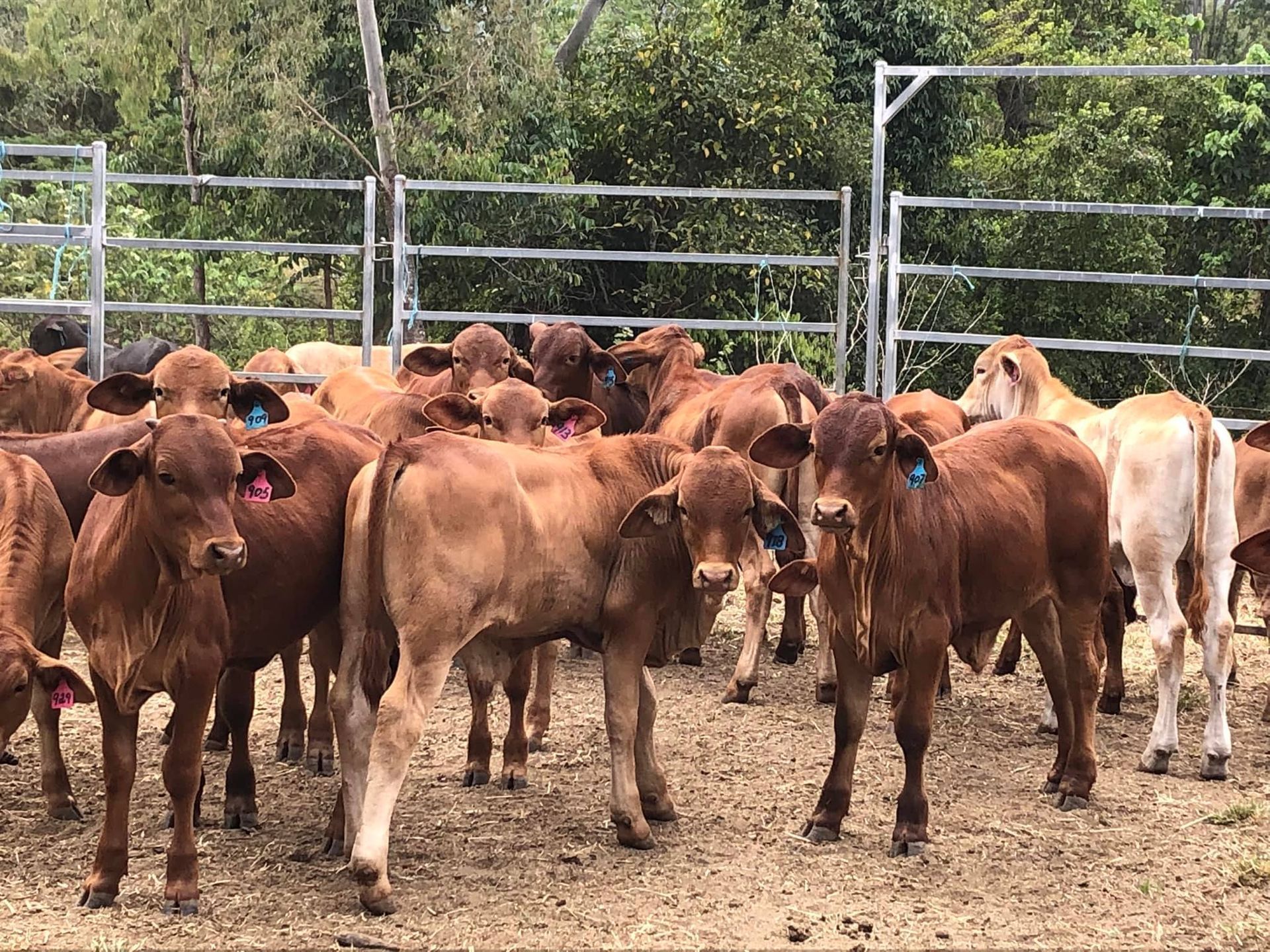 A Group Of People and Dog Posing For A Picture — Valley Vet Surgery In Walkerston, QLD