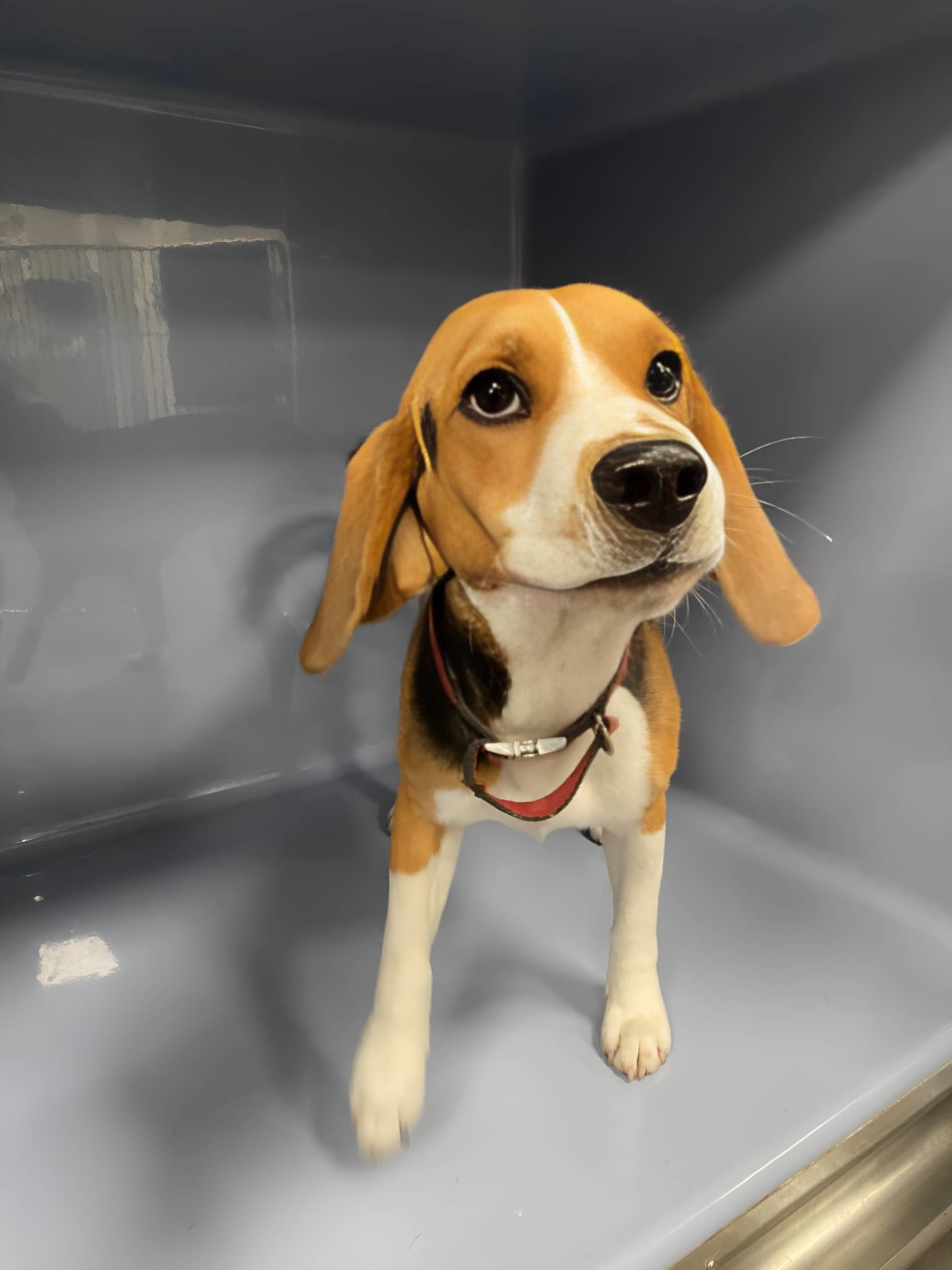 A Beagle Puppy Is Standing In A Cage — Valley Vet Surgery In Walkerston, QLD