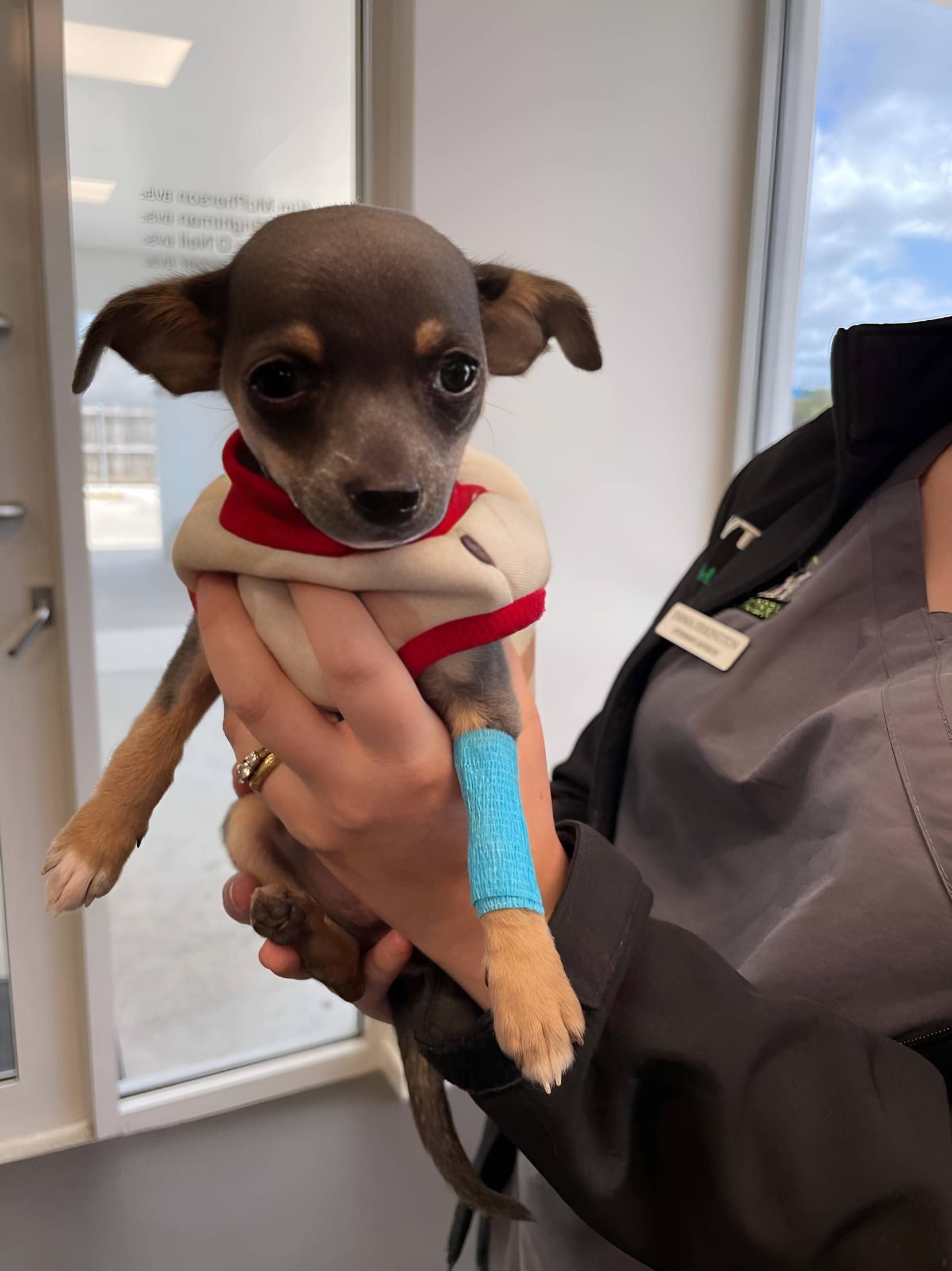 A Person Is Holding A Small Puppy — Valley Vet Surgery In Walkerston, QLD