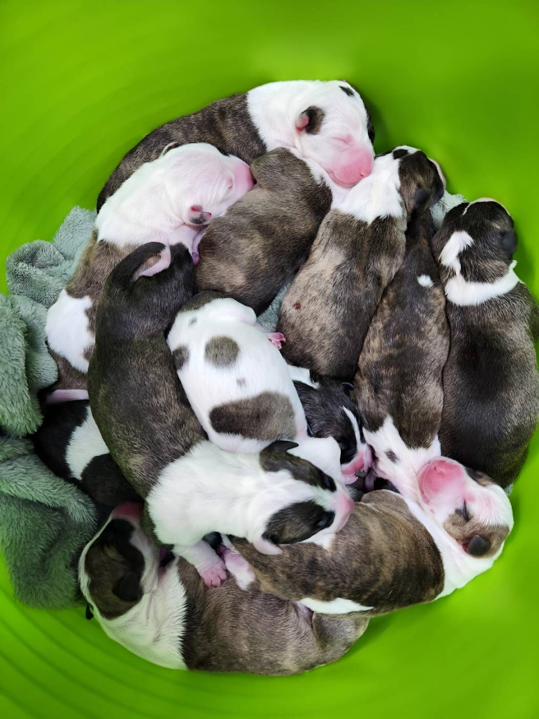 A Bunch Of Puppies Are Sleeping — Valley Vet Surgery In Walkerston, QLD