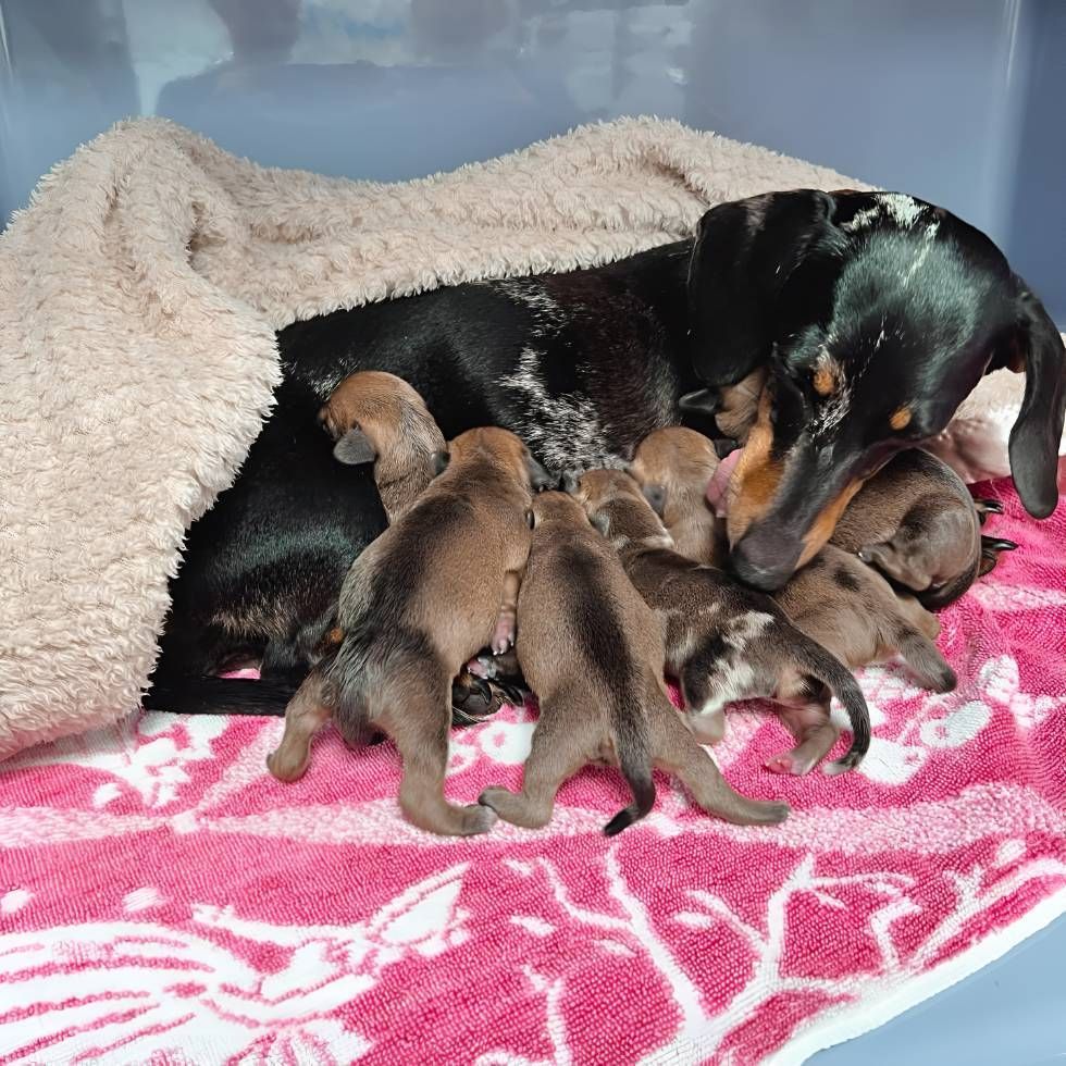 A Dachshund Is Nursing Her Puppies — Valley Vet Surgery In Walkerston, QLD