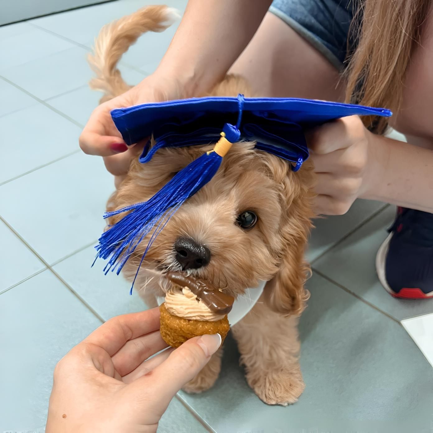 A Small Dog Wearing A Graduation Cap And Tassel — Valley Vet Surgery In Walkerston, QLD