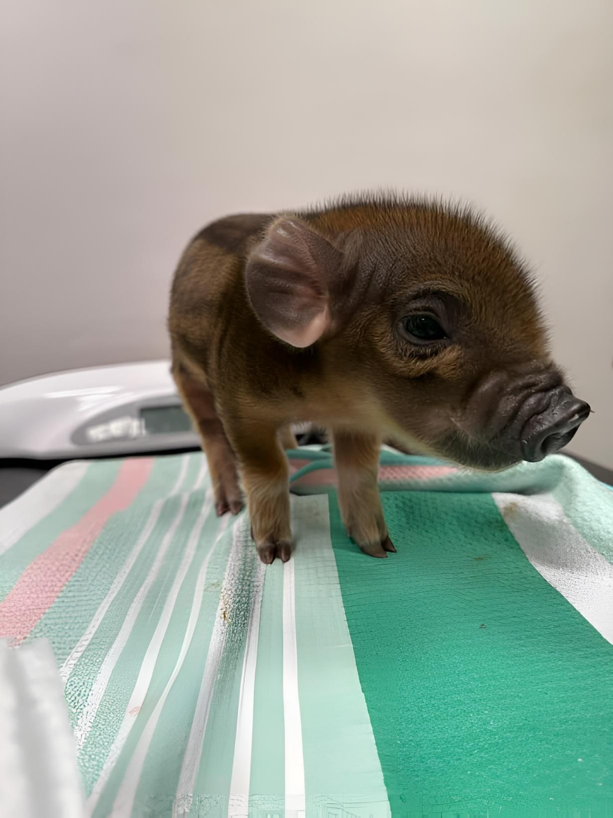 A Small Pig Is Standing On A Striped Towel — Valley Vet Surgery In Marian, QLD