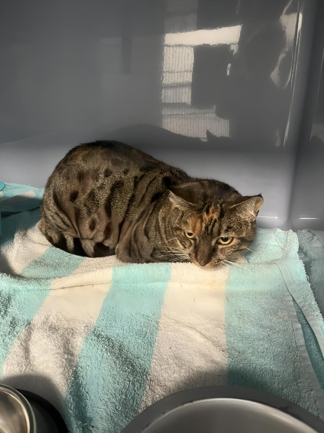 A Cat Is Laying On A Blue Towel — Valley Vet Surgery In Walkerston, QLD