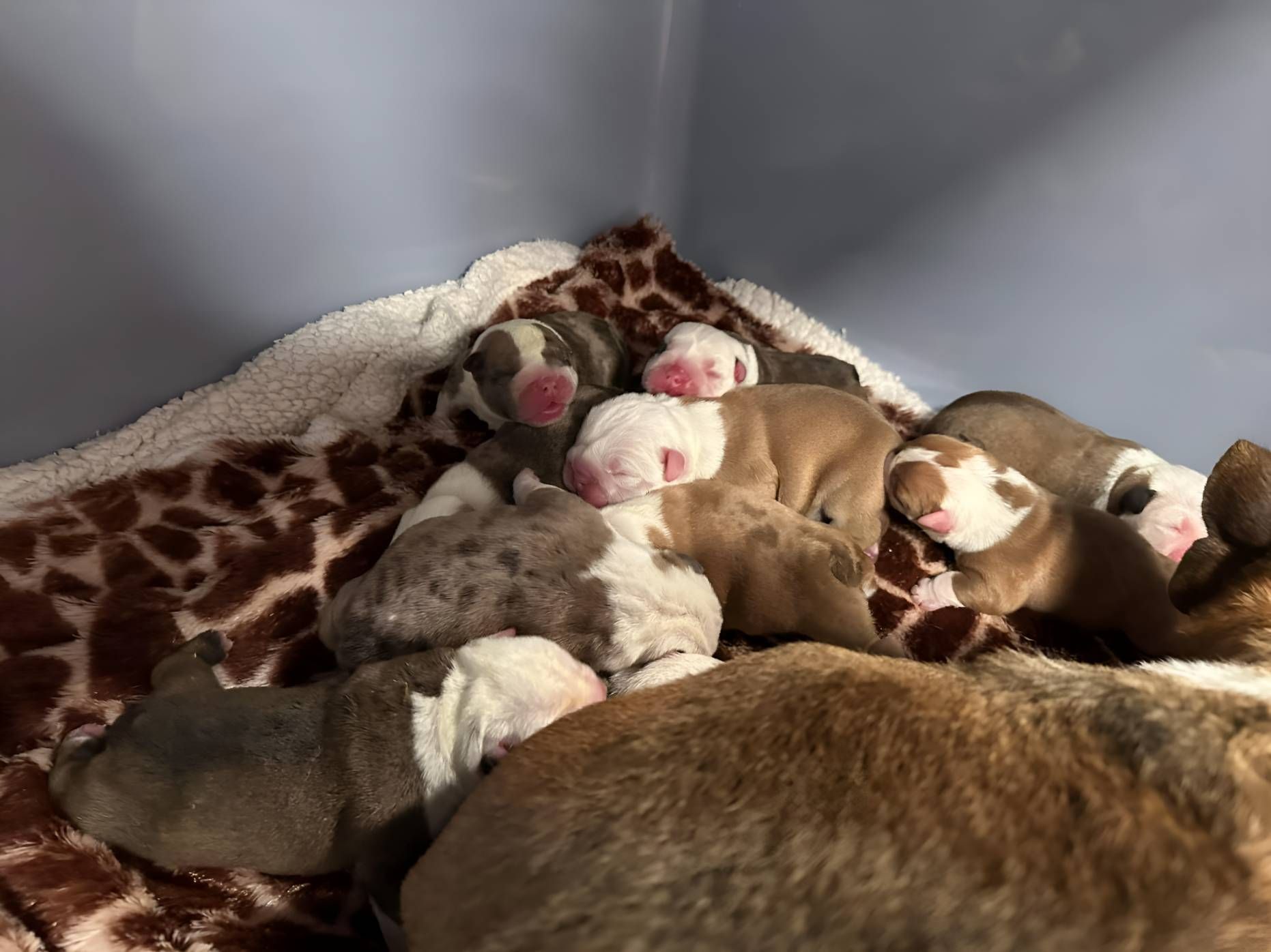 A Group Of Puppies Are Laying On Top Of Each Other — Valley Vet Surgery In Walkerston, QLD