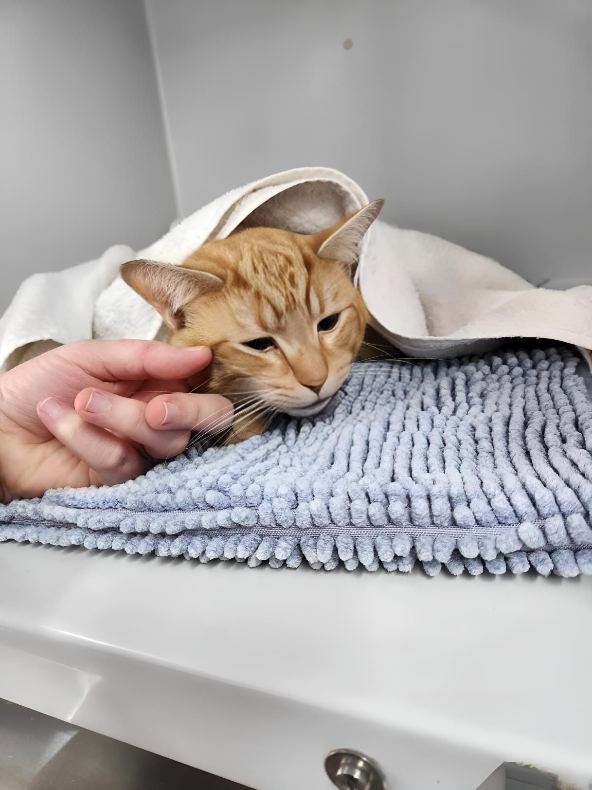 A Person Is Petting A Cat Wrapped — Valley Vet Surgery In Walkerston, QLD