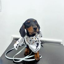 A Boy Is Holding A Dog Wearing A Graduation Cap — Valley Vet Surgery In Walkerston, QLD