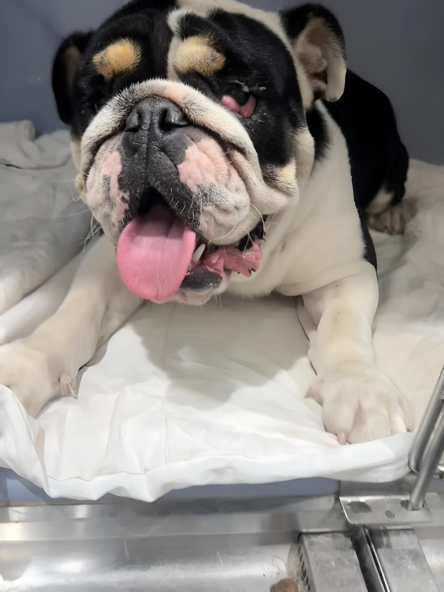 A Black And White Dog — Valley Vet Surgery In Marian, QLD