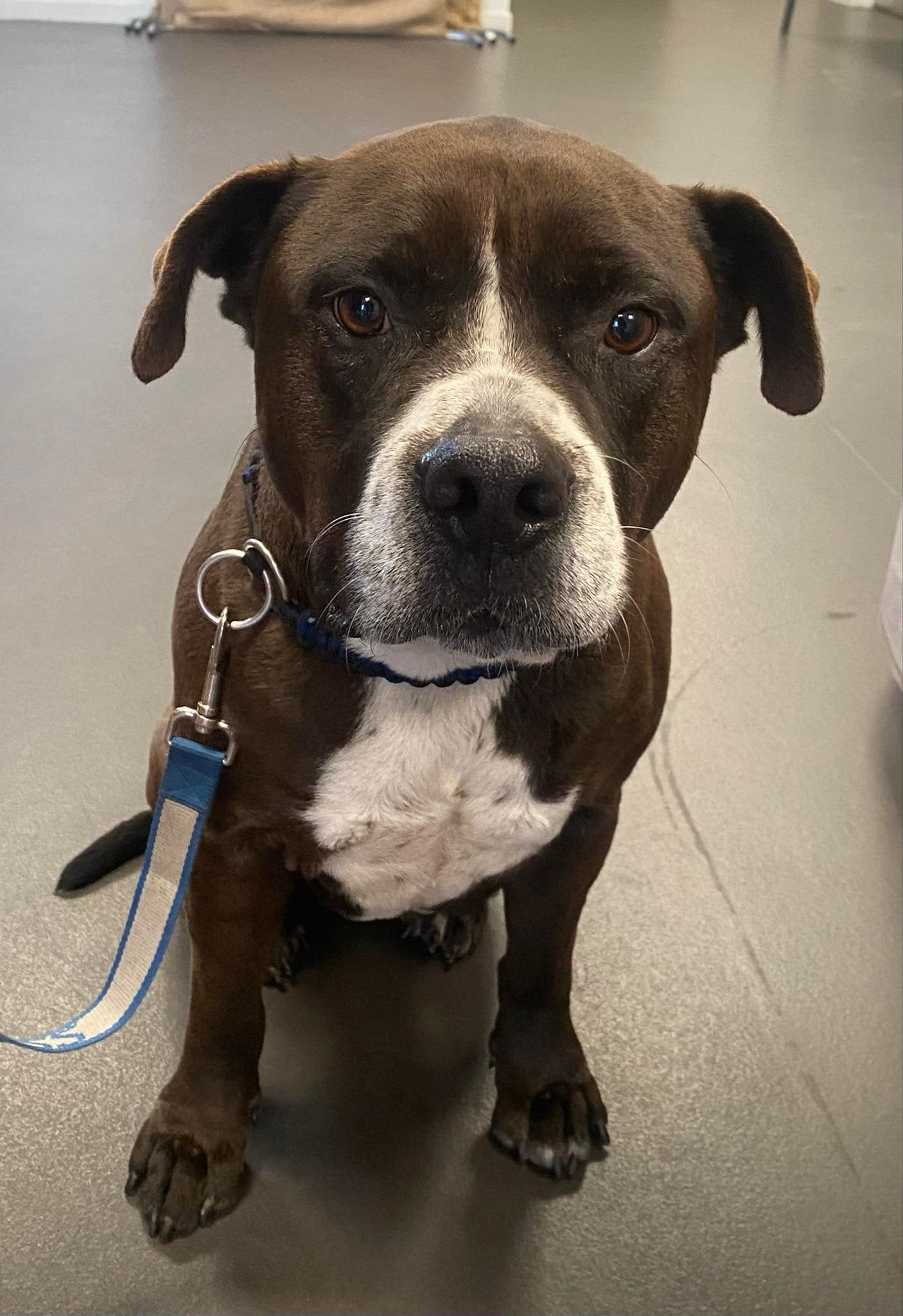 A Person Is Petting A German Shepherd — Valley Vet Surgery In Walkerston, QLD