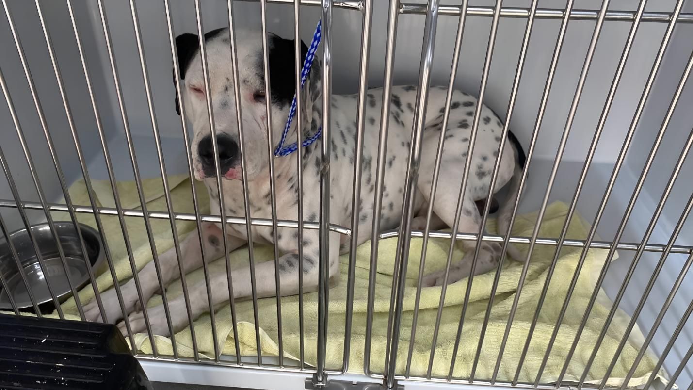 A Dalmatian Dog Is Laying In A Cage — Valley Vet Surgery In Walkerston, QLD
