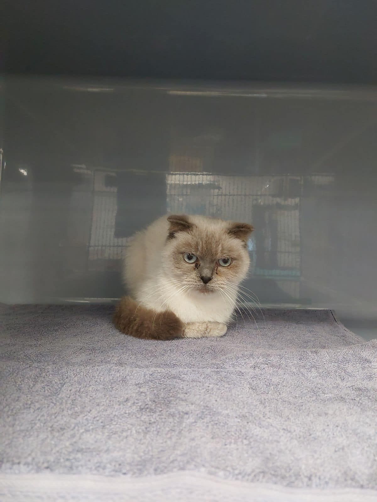 A Boy Is Holding A Puppy — Valley Vet Surgery In Walkerston, QLD