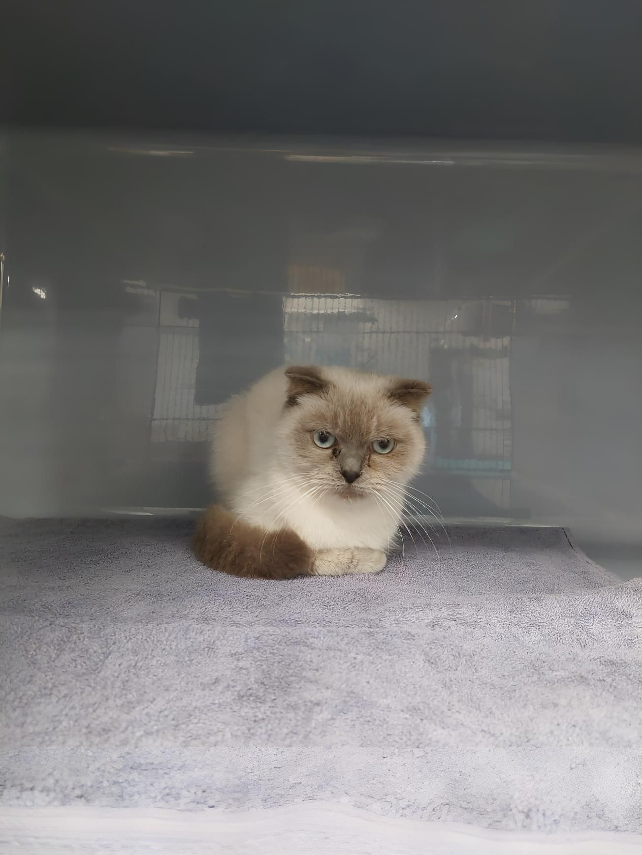 A White And Brown Cat Is Sitting — Valley Vet Surgery In Walkerston, QLD