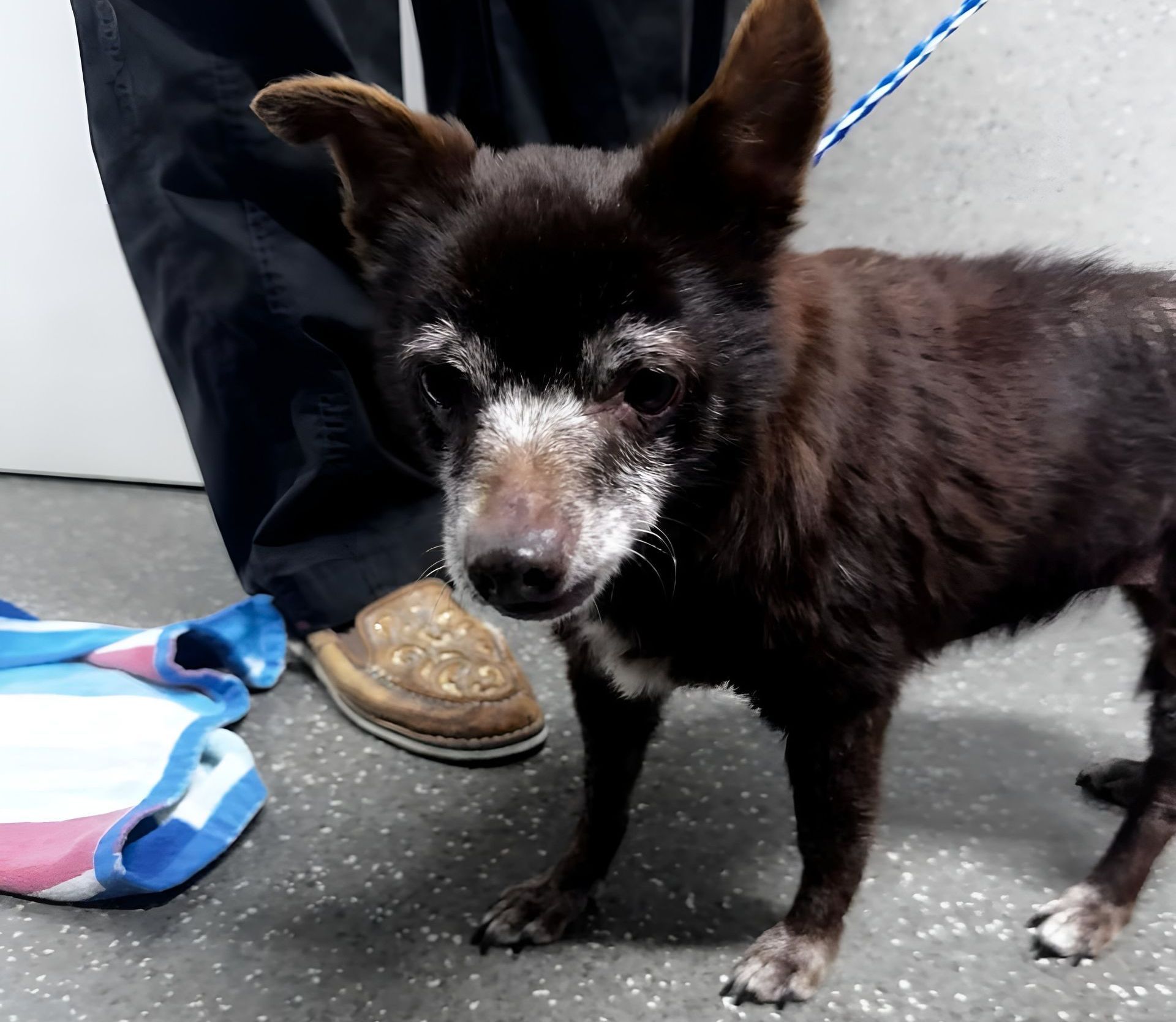 A Woman Is Holding A Puppy — Valley Vet Surgery In Walkerston, QLD