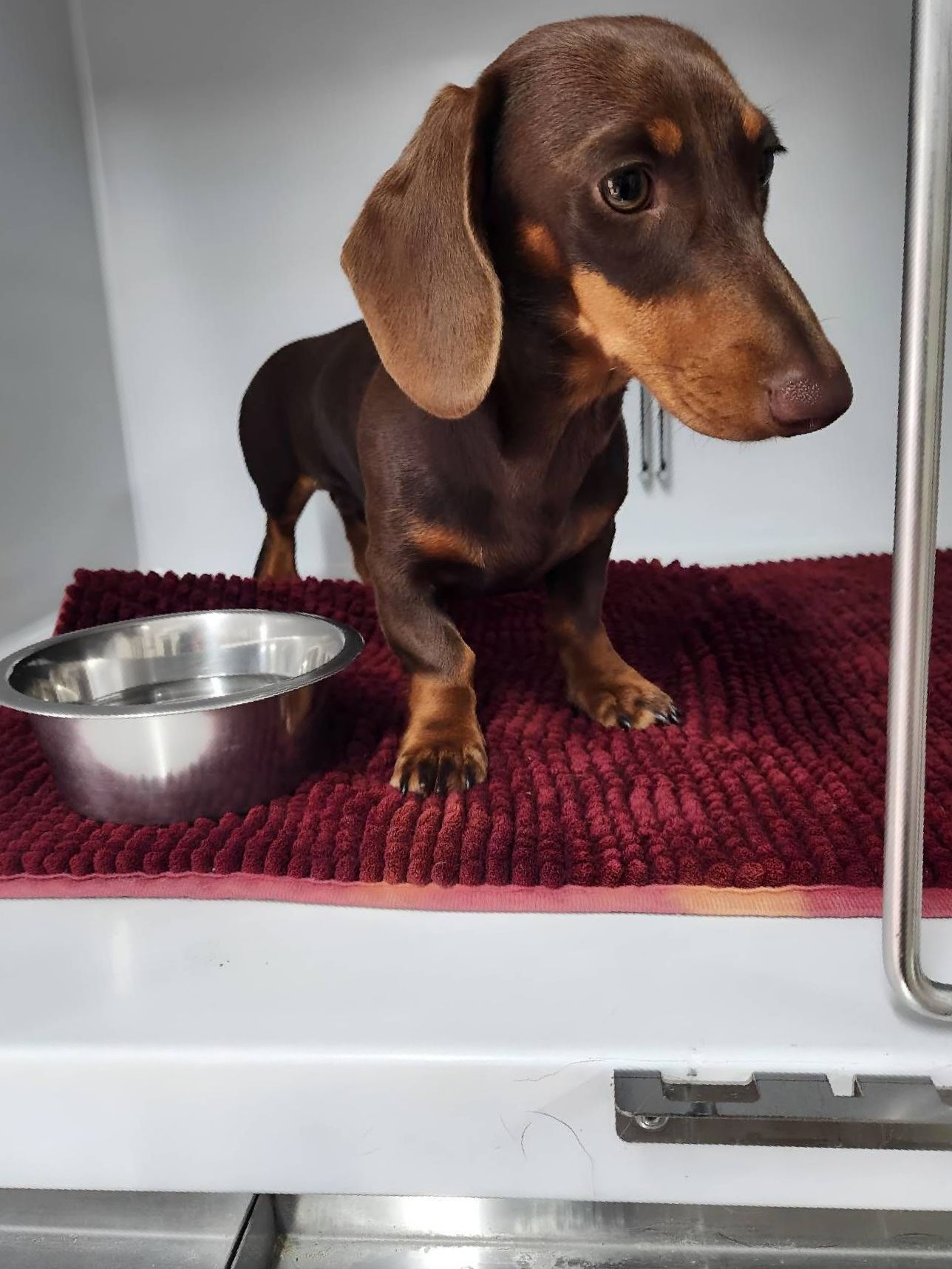 A Dachshund Is Standing On A Mat Next To A Bowl — Valley Vet Surgery In Walkerston, QLD
