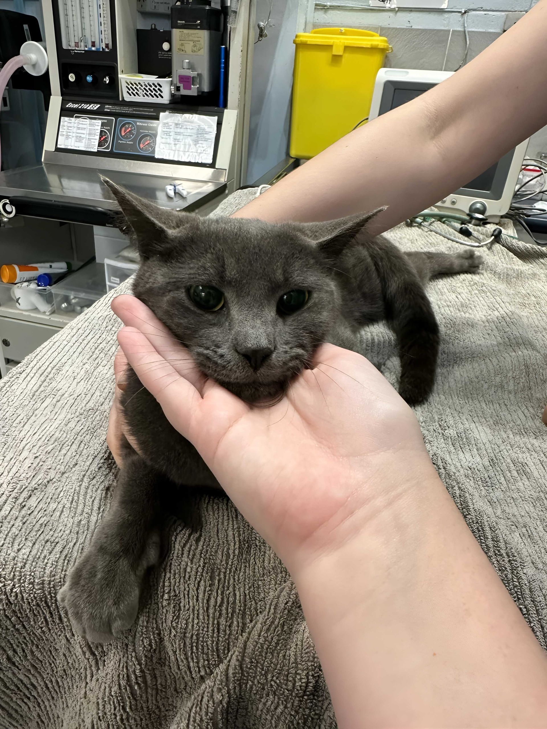 A Small Dog Is Sitting On A Pink Towel — Valley Vet Surgery In Walkerston, QLD