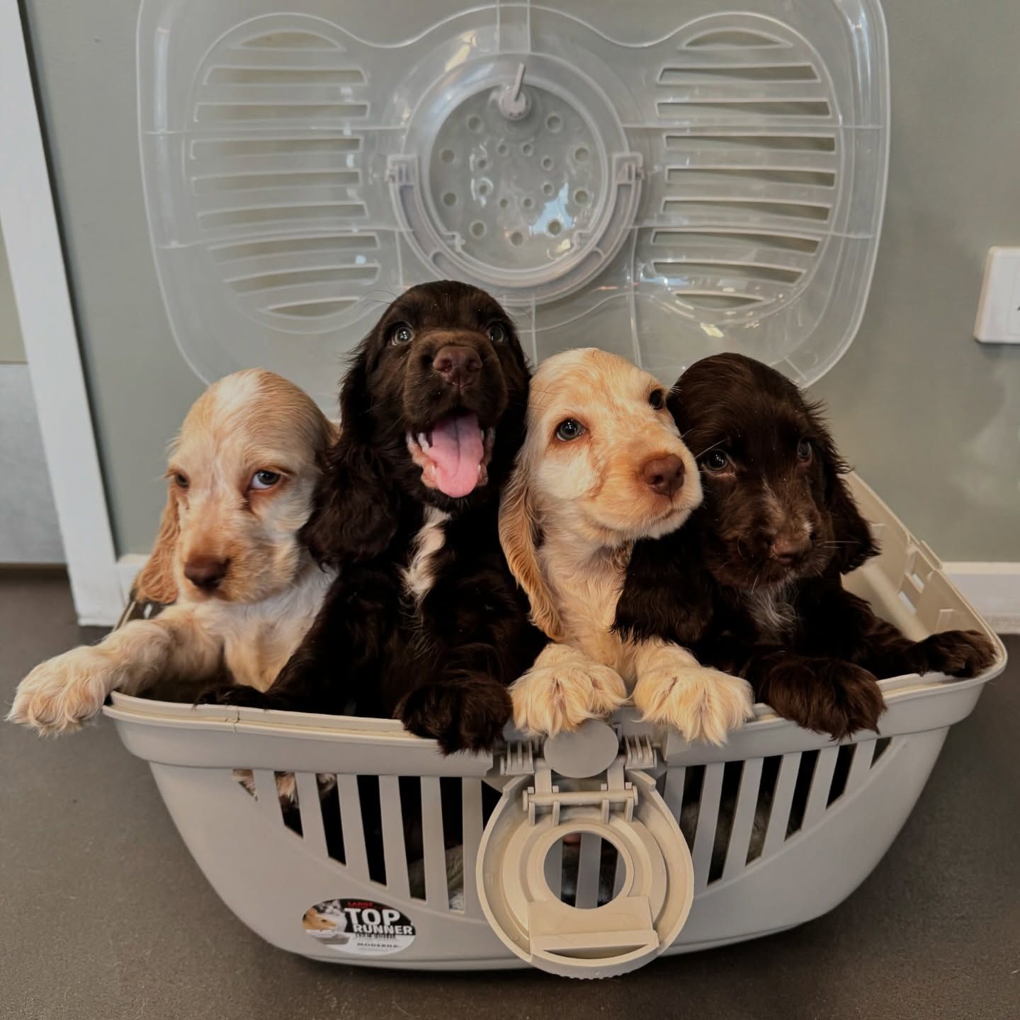 A Small Brown Dog Is Standing In A Cage — Valley Vet Surgery In Walkerston, QLD