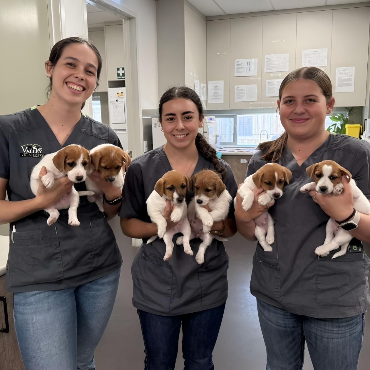 A Group Of Women In Scrubs Are Holding Puppies — Valley Vet Surgery In Walkerston, QLD