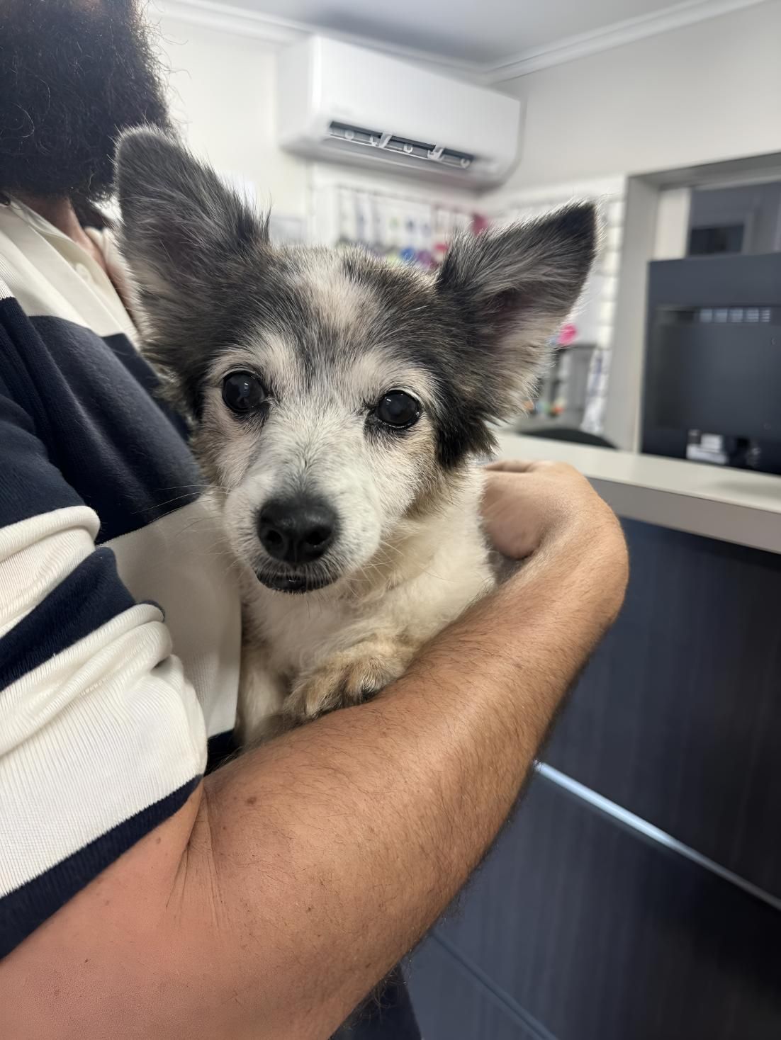 A Man Is Holding A Small Dog In His Arms — Valley Vet Surgery In Walkerston, QLD