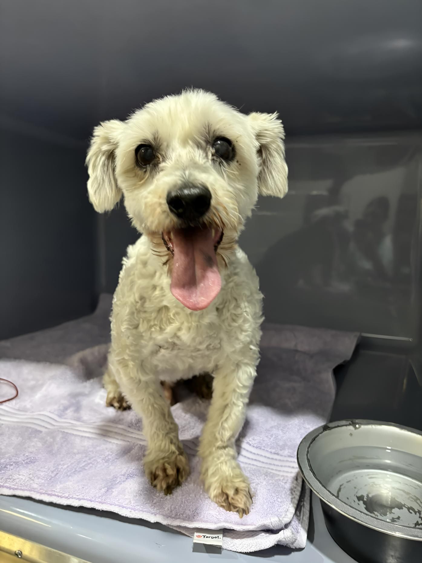 A Small White Dog Is Sitting On A Towel — Valley Vet Surgery In Walkerston, QLD
