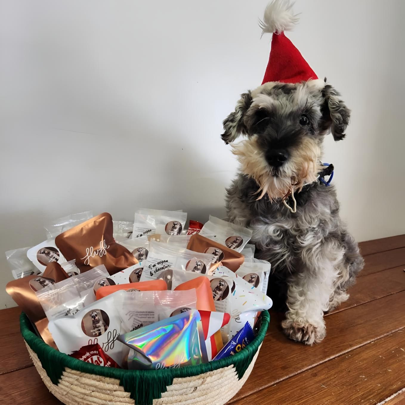 A Small Dog Wearing A Santa Hat — Valley Vet Surgery In Walkerston, QLD
