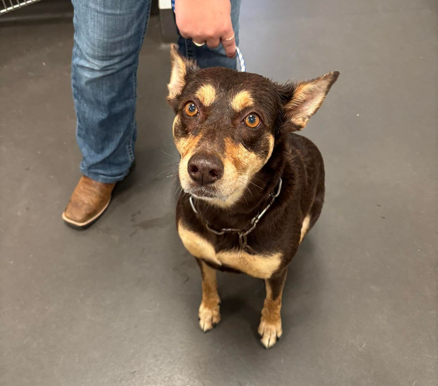 A Black And White Dog With A Blue Leash — Valley Vet Surgery In Walkerston, QLD