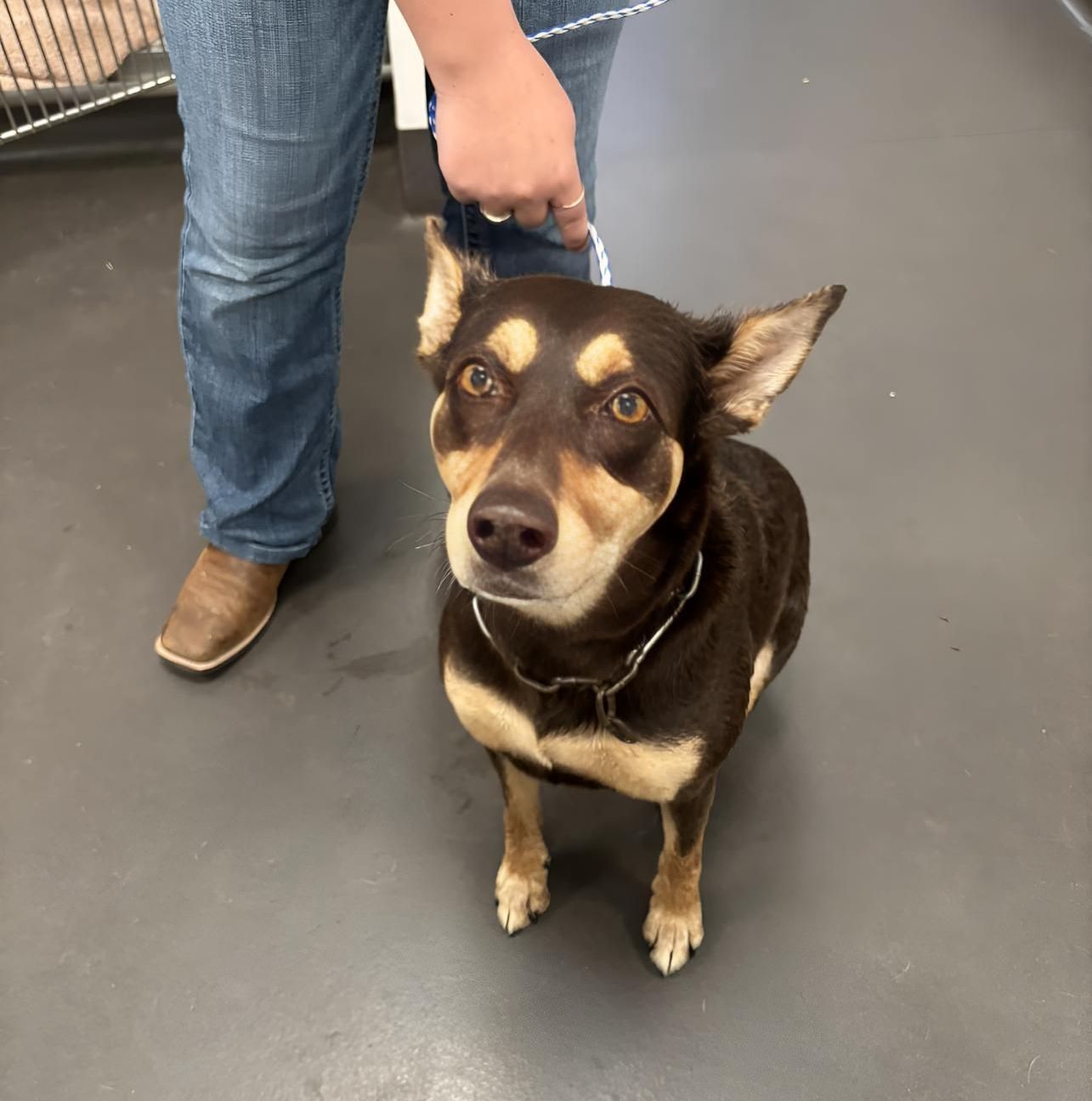 A Person Is Holding A Leash On A Brown Dog — Valley Vet Surgery In Walkerston, QLD