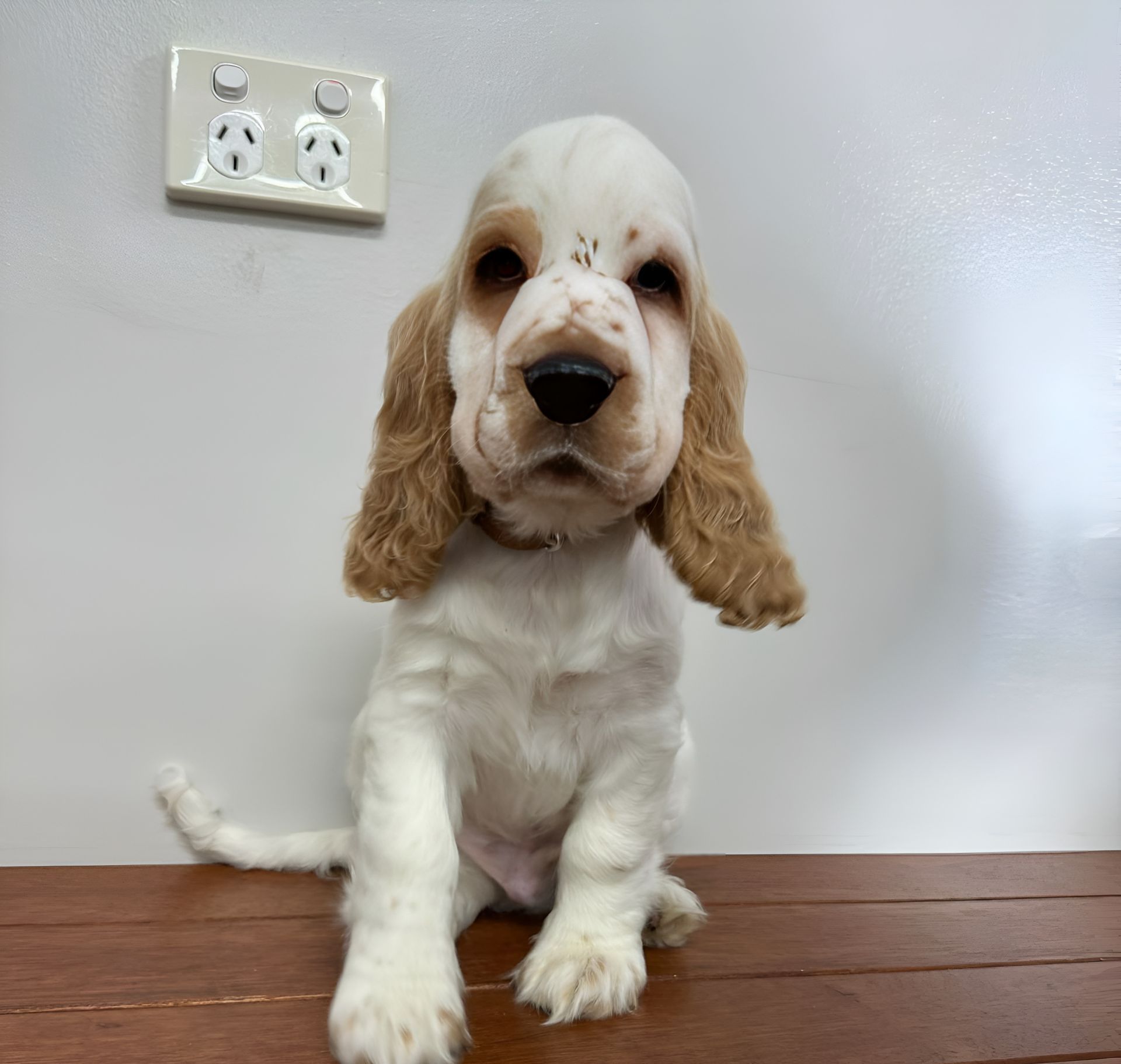 A Close Up Of A Dog's Mouth And Teeth — Valley Vet Surgery In Walkerston, QLD