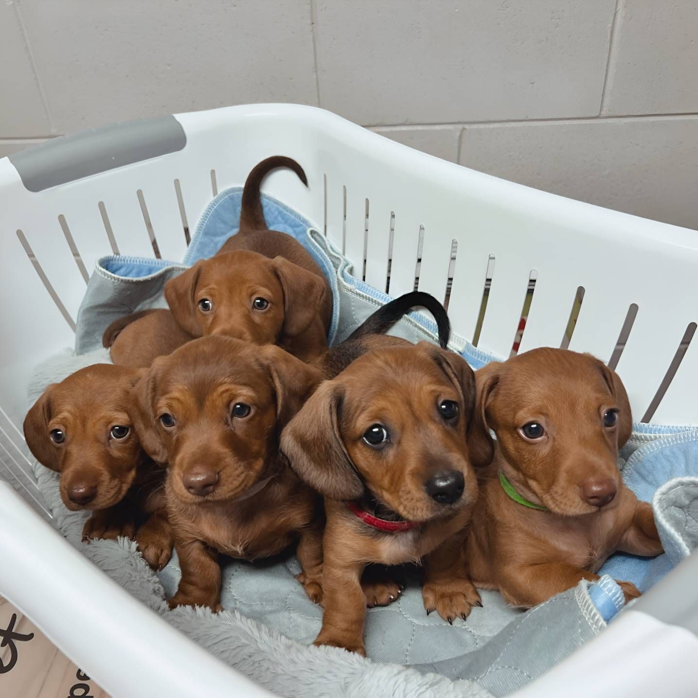 A Bunch Of Dachshund Puppies In A Laundry Basket — Valley Vet Surgery In Walkerston, QLD