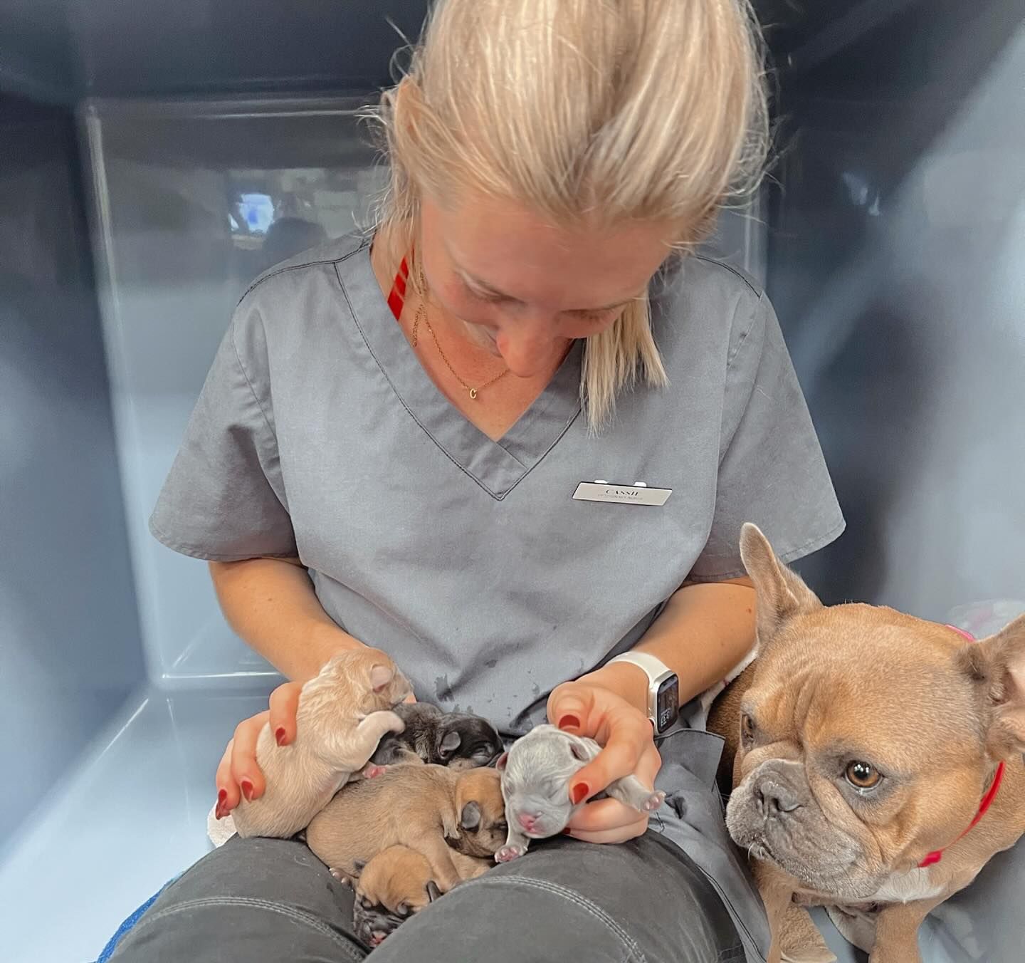 A Person Is Petting A Small Brown Dog On A Table — Valley Vet Surgery In Walkerston, QLD