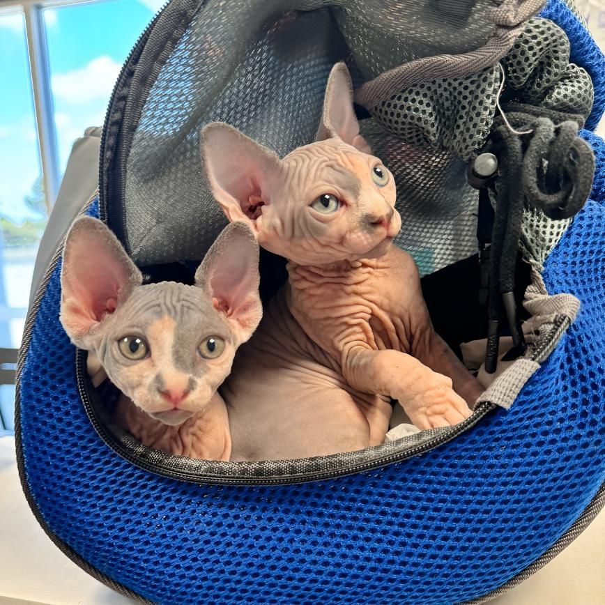 Two Hairless Kittens — Valley Vet Surgery In Walkerston, QLD
