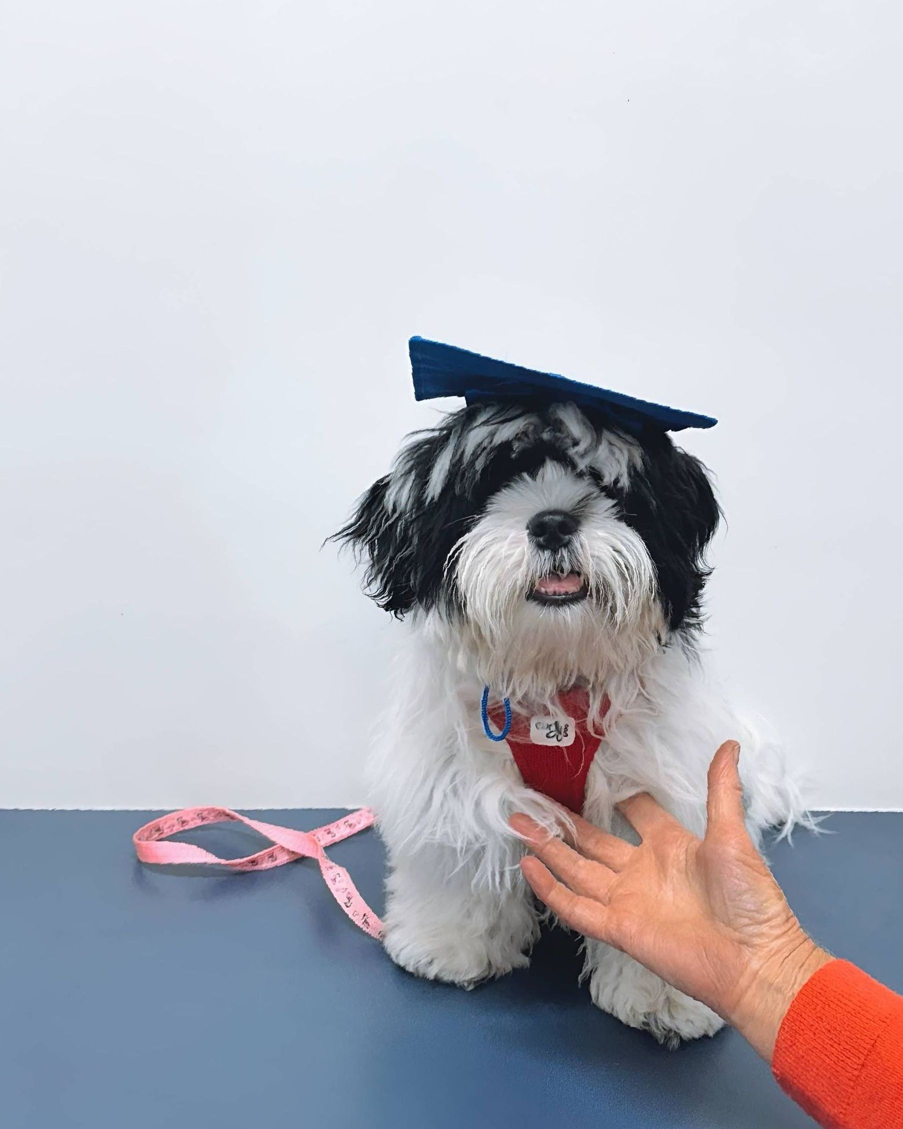 A Small Dog Wearing A Graduation Cap — Valley Vet Surgery In Mackay, QLD