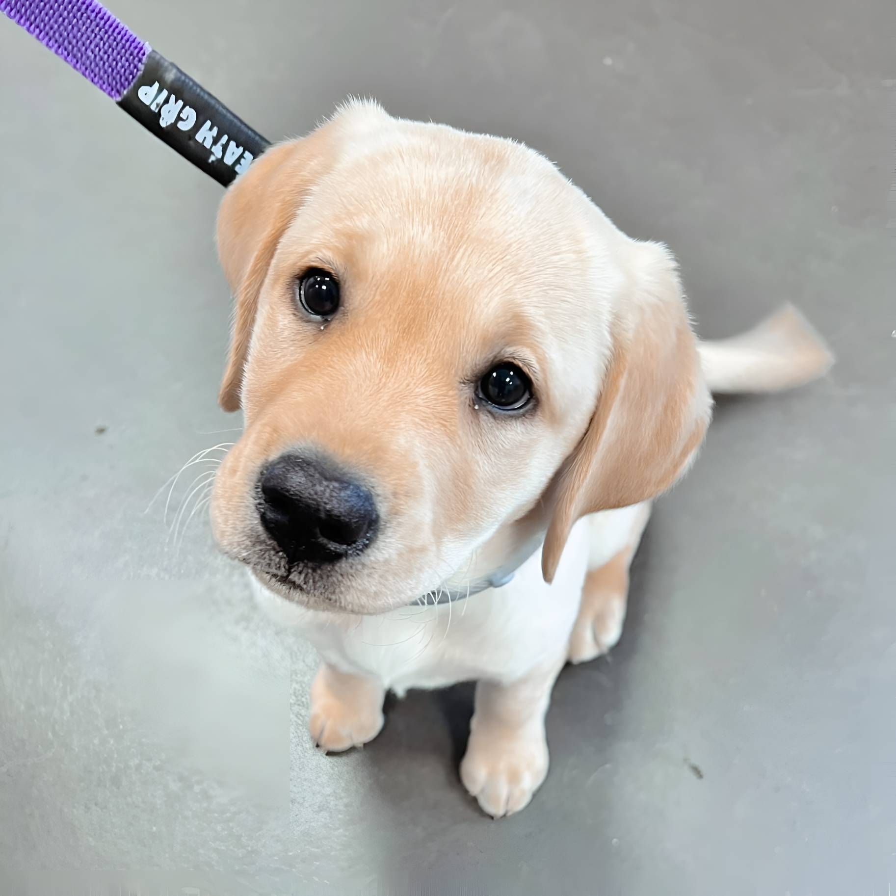 A Puppy Is Wearing A Purple Leash — Valley Vet Surgery In Walkerston, QLD