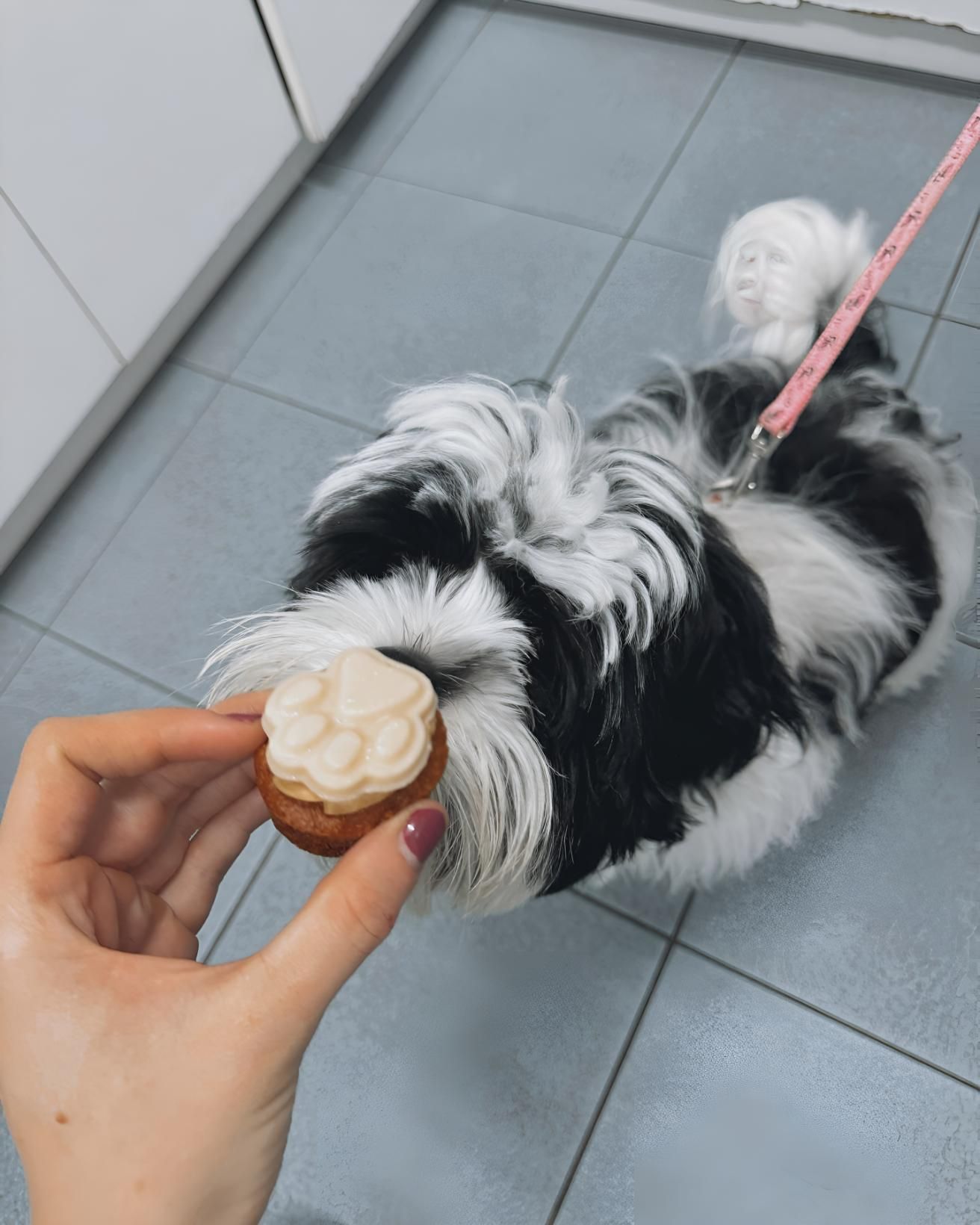A Person Is Holding A Small Cupcake — Valley Vet Surgery In Walkerston, QLD
