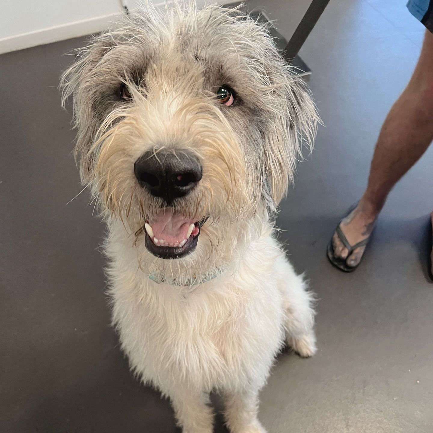 A Small Dog Is Behind Bars — Valley Vet Surgery In Walkerston, QLD