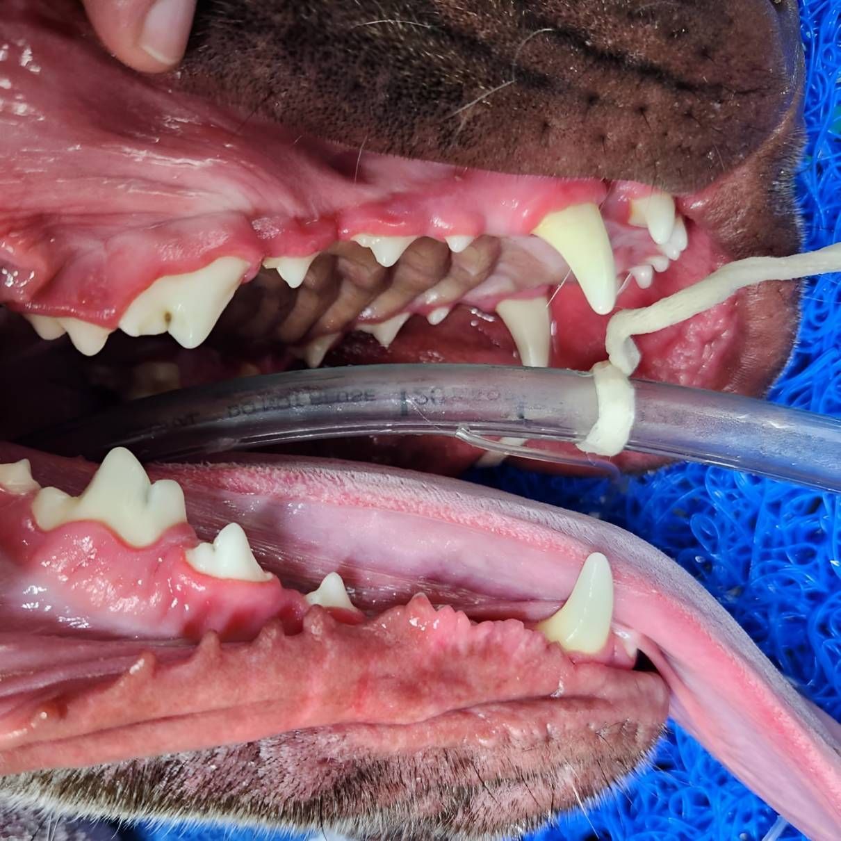 A Close Up Of A Dog's Teeth — Valley Vet Surgery In Walkerston, QLD