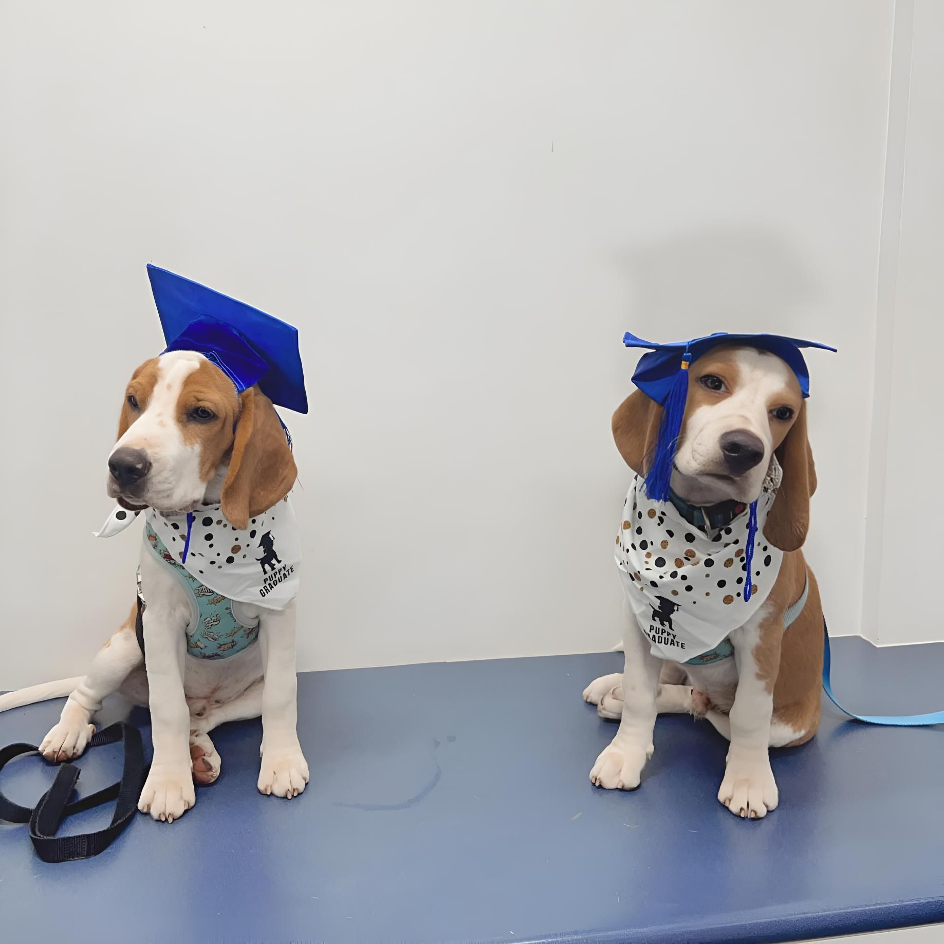 A Black Chicken Is Sitting On A Newspaper — Valley Vet Surgery In Walkerston, QLD