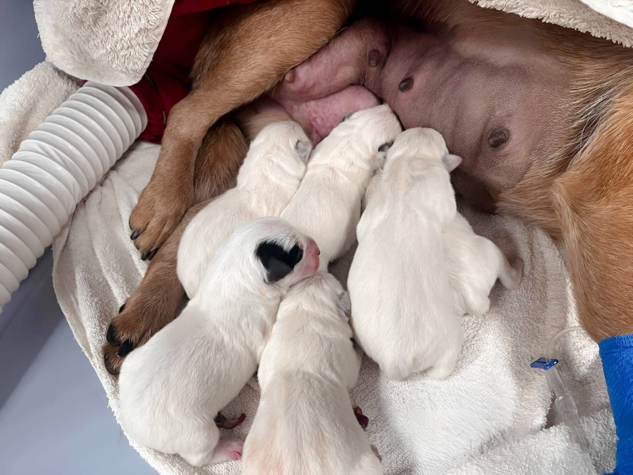 A Group Of Puppies Are Nursing From Their Mother — Valley Vet Surgery In Walkerston, QLD