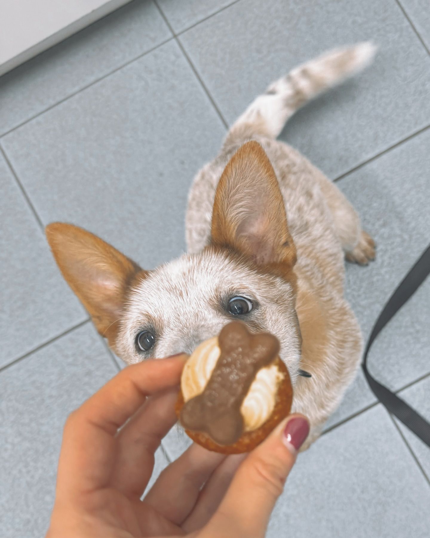 A Woman Is Holding A Dog Wearing — Valley Vet Surgery In Mackay, QLD