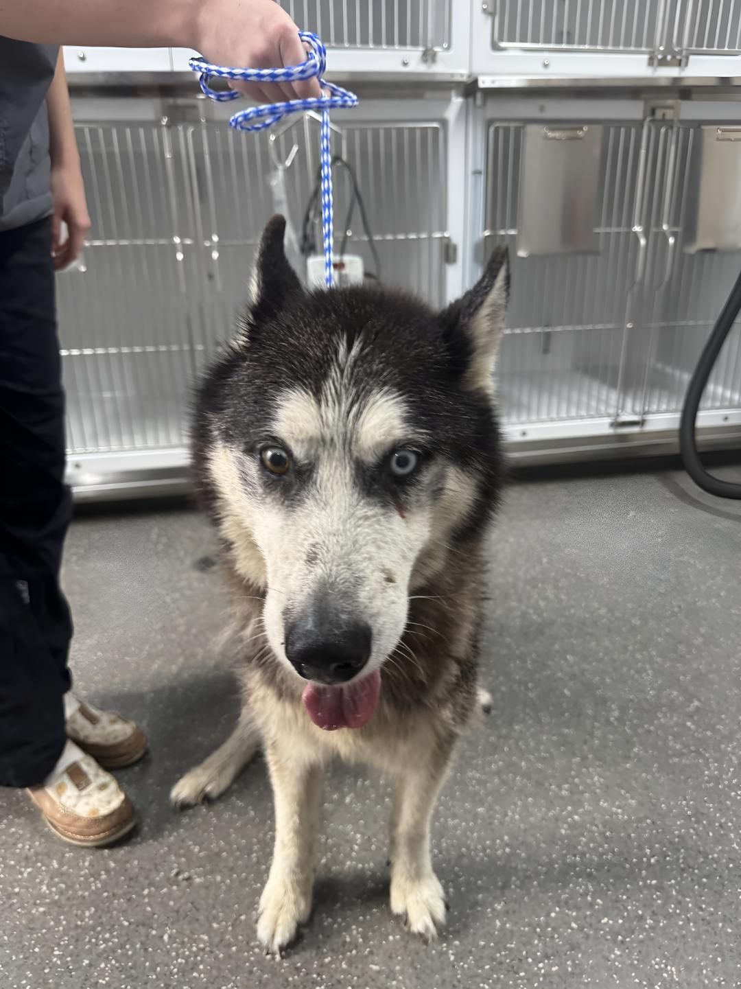 Microchipped Husky Dog — Valley Vet Surgery In Walkerston, QLD