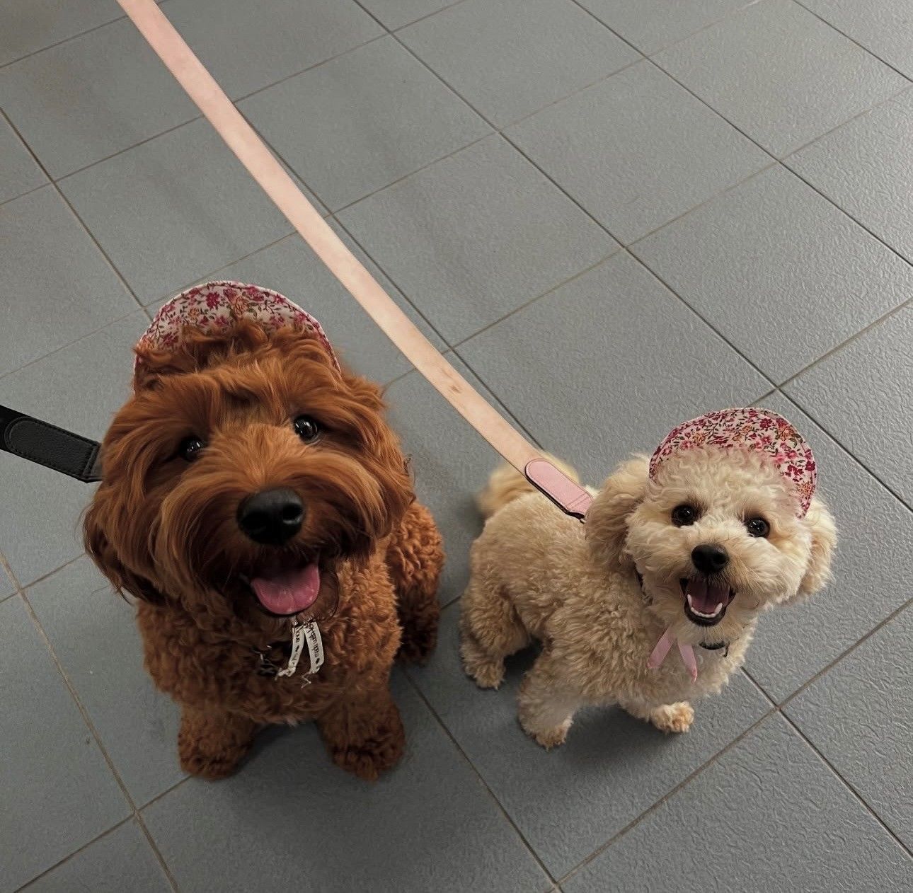 A Person Is Holding A Leash On A Brown Dog — Valley Vet Surgery In Walkerston, QLD