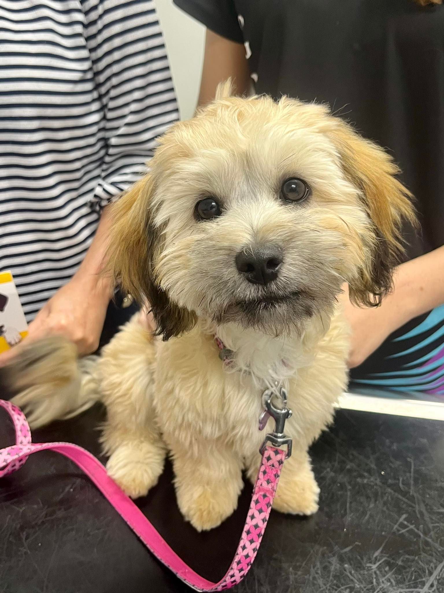 A Woman And A Little Girl Are Posing — Valley Vet Surgery In Walkerston, QLD