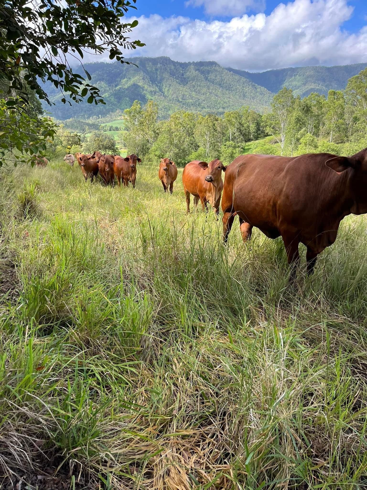 3 Cows in a paddock— Valley Vet Surgery In Walkerston, QLD