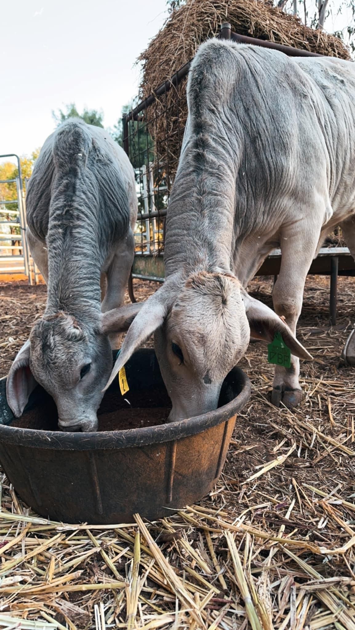 3 Horses Looking at the camera— Valley Vet Surgery In Walkerston, QLD